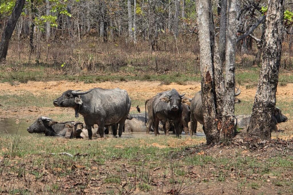 The Wild Northeast & Ancient Frontiers: The Grand Cambodian Loop 14 Days / 13 Nights